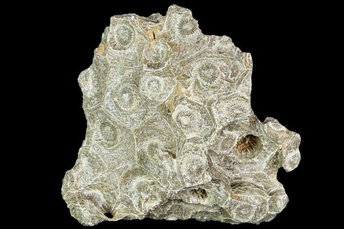 Fossil Coral (Actinocyathus) Head - Morocco #105719